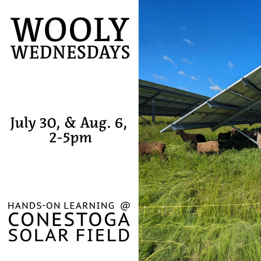 Wooly Wednesdays at the Conestoga Solar Field