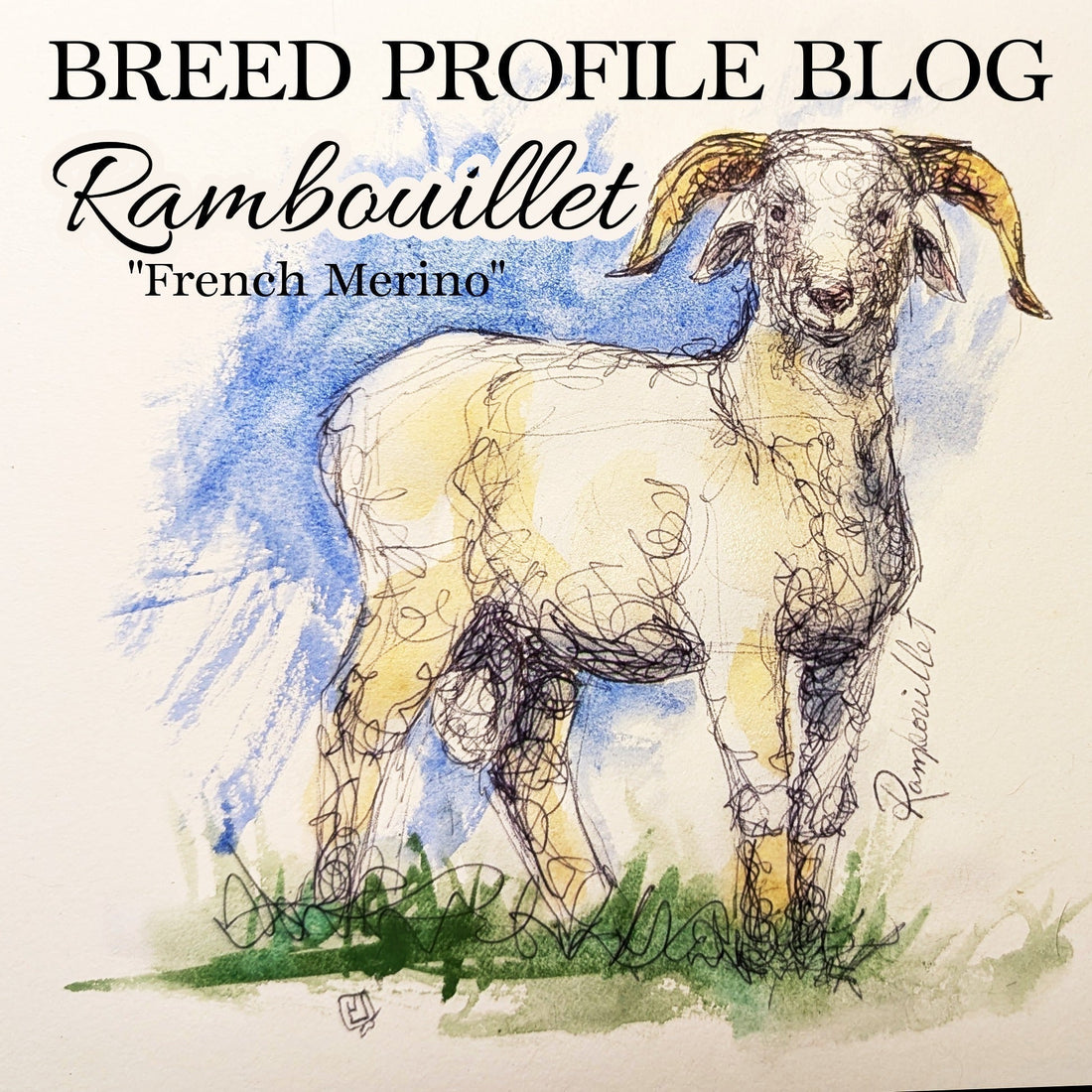 pen and ink drawing of rambouillet sheep