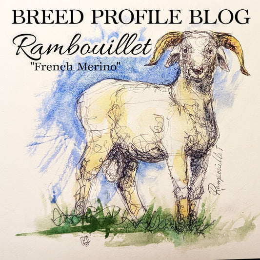 pen and ink drawing of rambouillet sheep