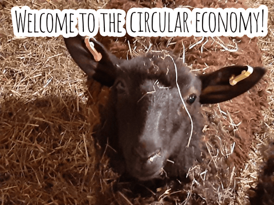 Welcome to the Circular Economy! - EcoWool Canada