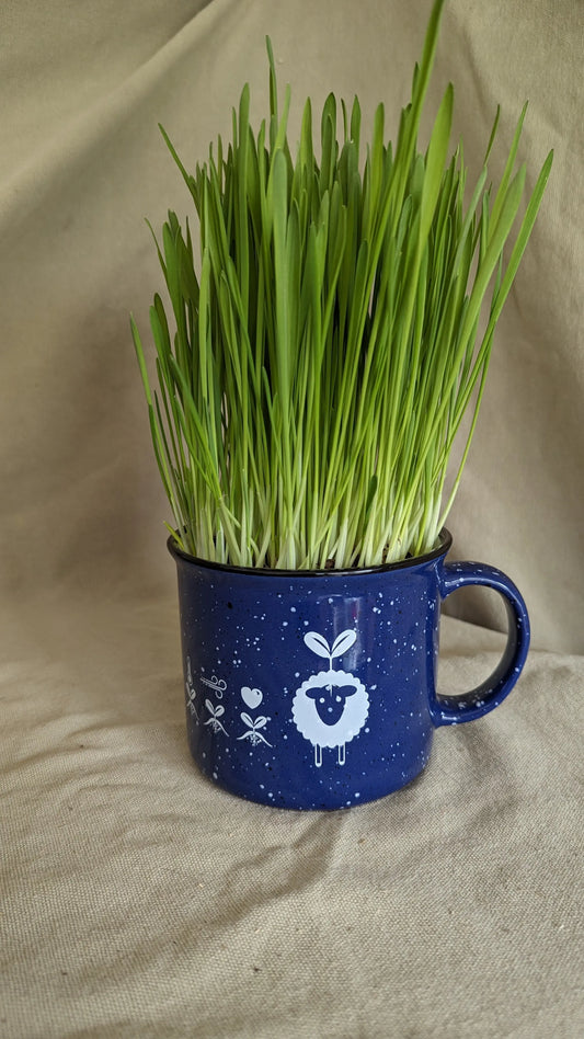 cat grass organic kit all-in-one
