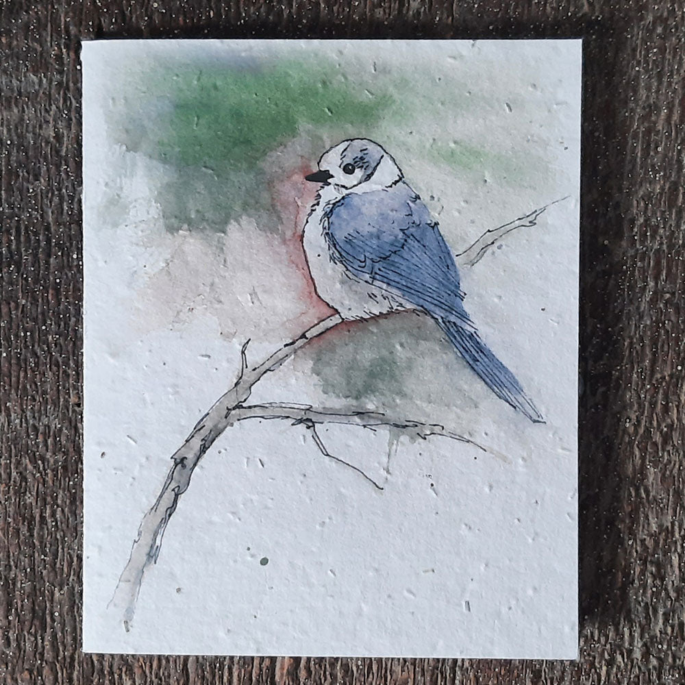 Wildflower Seed Greeting Card - Canada Jay, Grey Jay, Whisky Jack