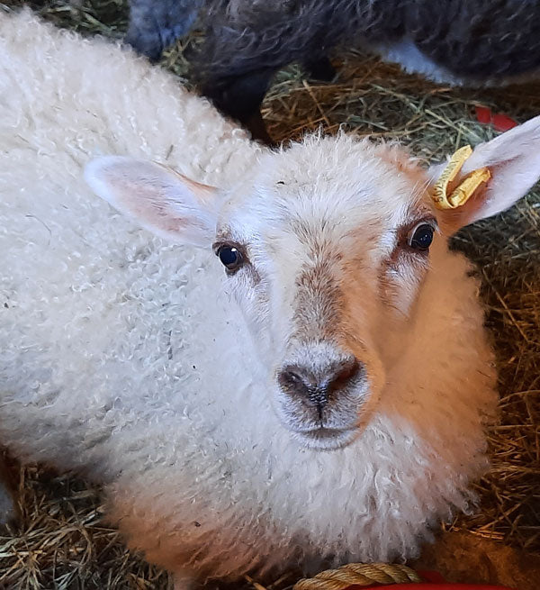 A History of Wool EcoWool Canada