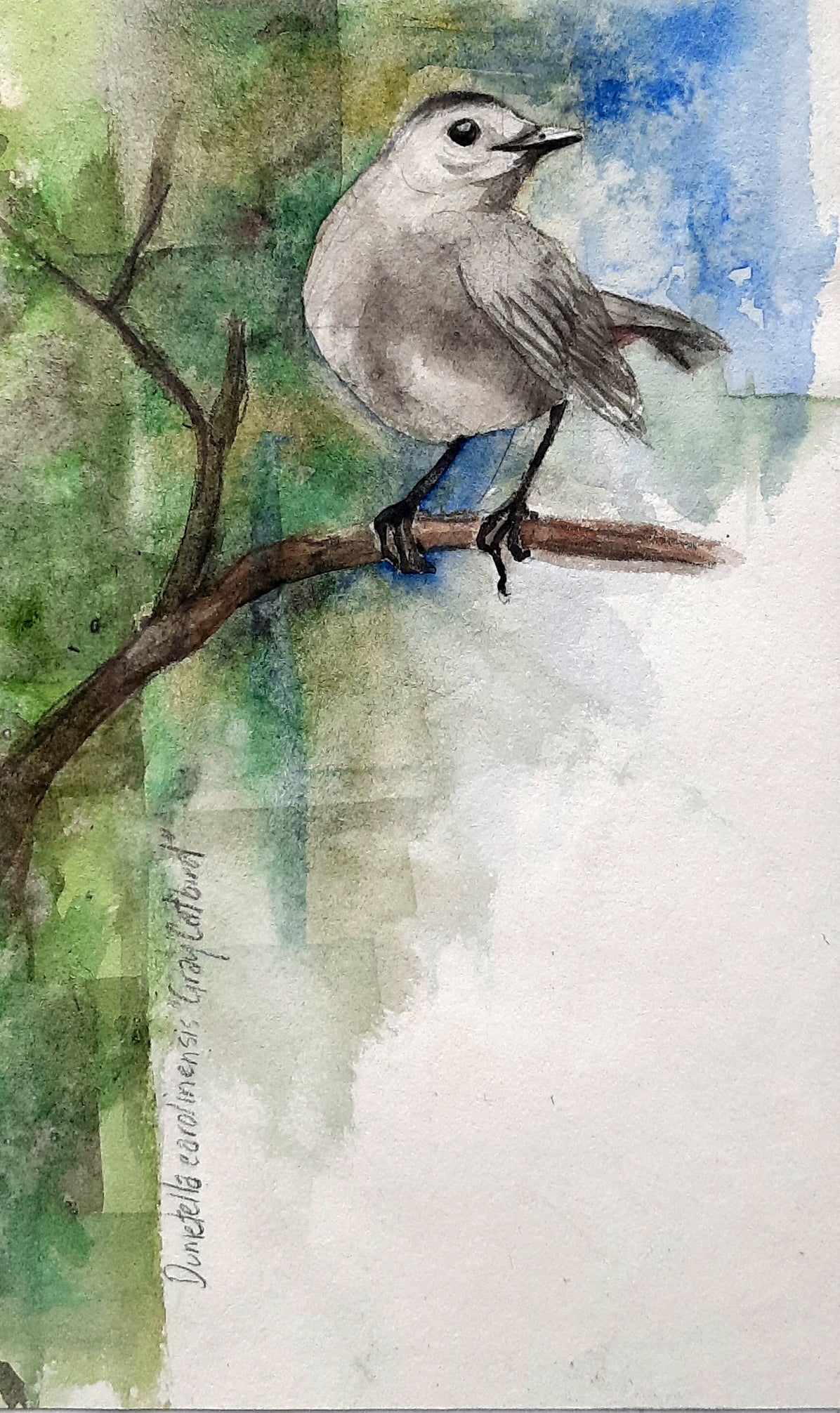 Gray Catbird - Watercolour Sketch