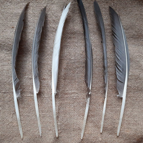 Goose Quill Pen