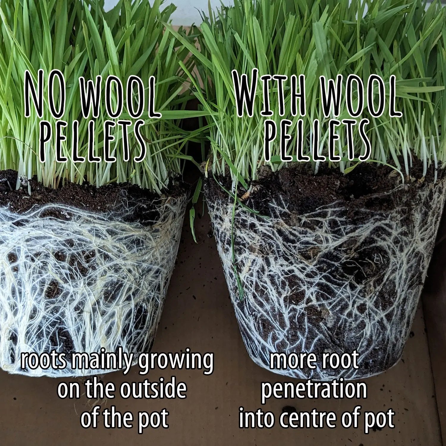 Comparison with and without wool pellets and pots showing more oot penetration in the pot and with wool pellets.ewer roots circling the edge of the pot with wool pellets.