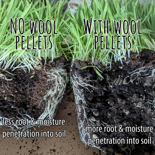 Comparison with and without wool pellets and pots showing more moisture and root penetration in the pot with wool pellets.