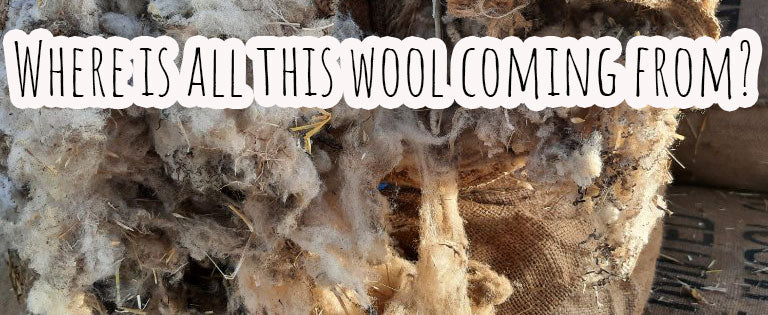Where is all this waste wool coming from? The importance of closing the loop on wool in Canada