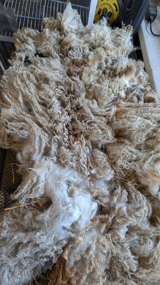 Skirting Fleece- how to skirt, sort, and prep your fibre for processing.