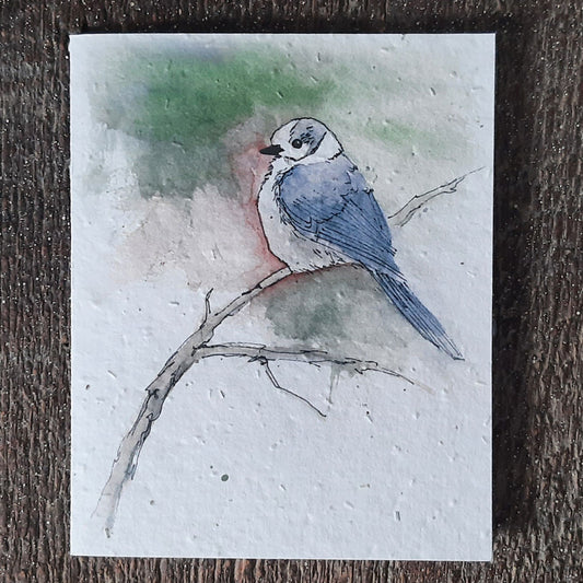 Wildflower Seed Greeting Card - Canada Jay, Grey Jay, Whisky Jack