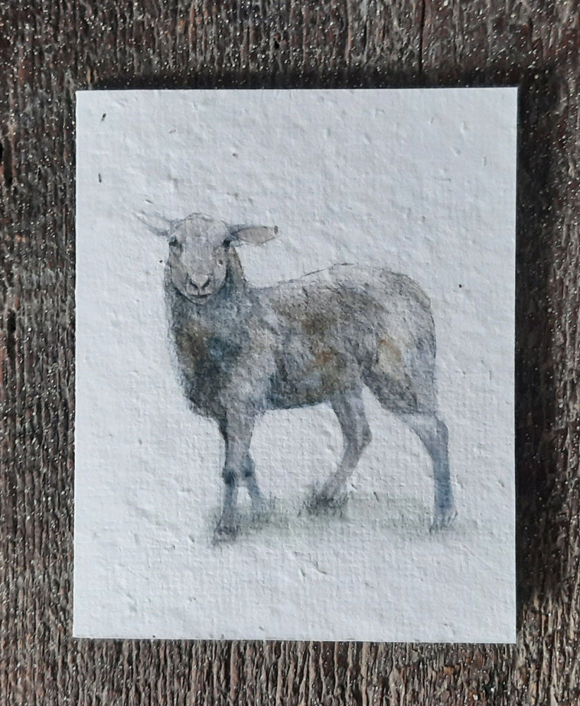 Wildflower Seed Greeting Card - Ewe Lamb