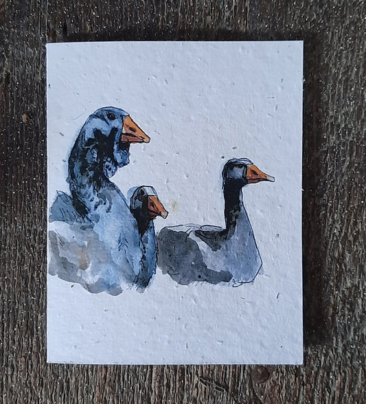 Wildflower Seed Greeting Card - Toulouse Geese