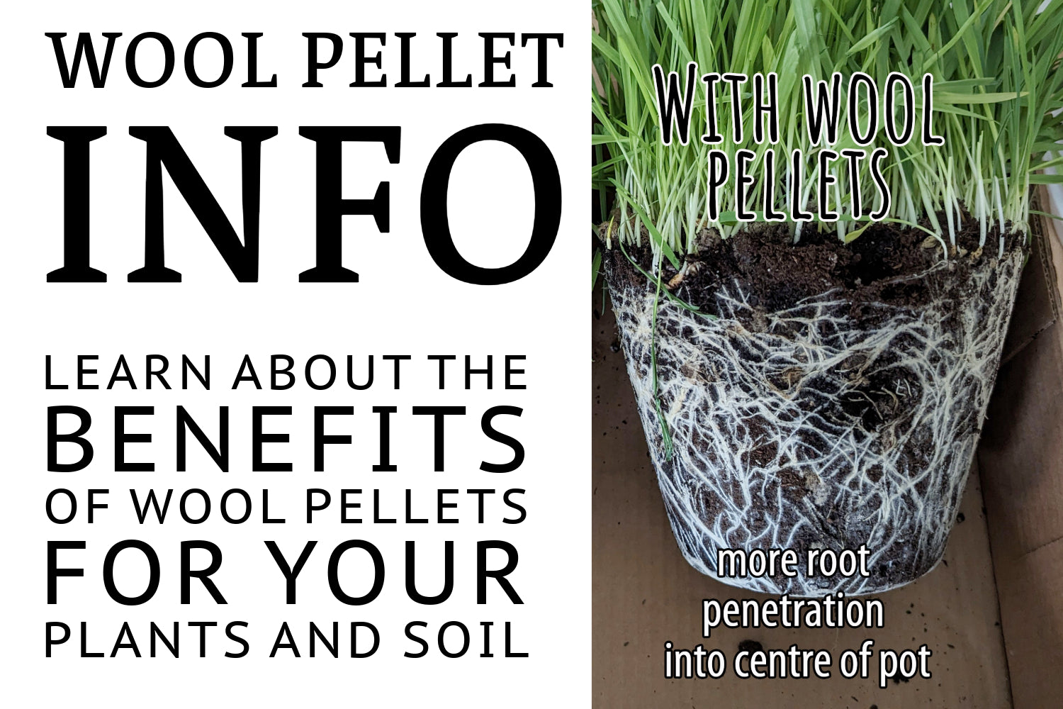 Learn about the benefits of wool pellets for your plants and soil
