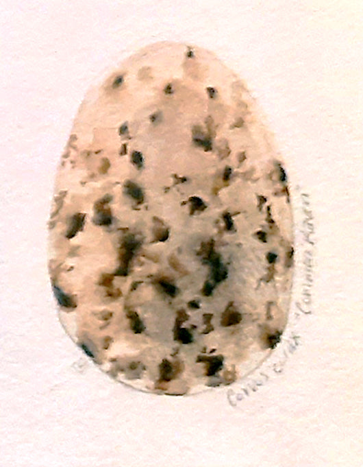 Raven Egg- Mini Painting