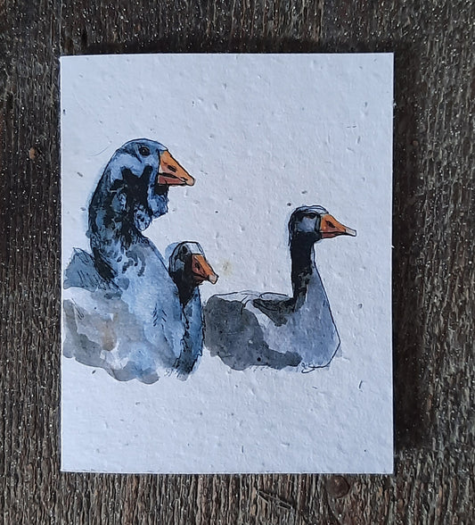 Toulouse Geese - Plantable seed paper cards