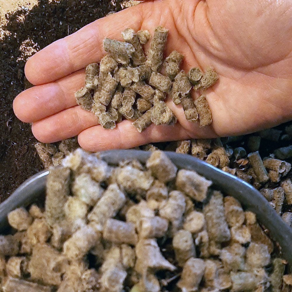wool fertilizer pellets in a plant pot with a hand holding more wool fertilizer pellets