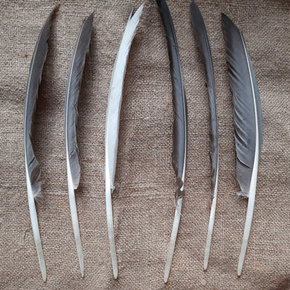 Goose Quill Pen