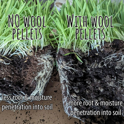 roots of plants