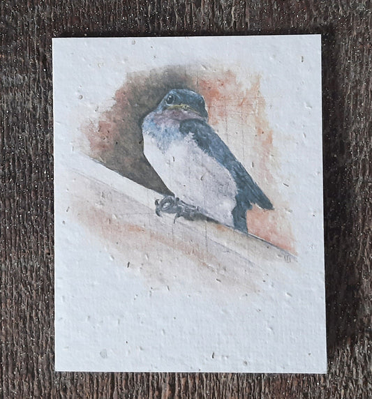 Barn Swallow Fledgling - Plantable seed paper cards